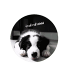 bordercollie style（個別スタンプ：5）