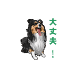 Dog Index スタンプ2（個別スタンプ：1）