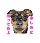 Dog Index スタンプ2（個別スタンプ：8）