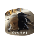 柴犬のキュートスタンプ（個別スタンプ：6）