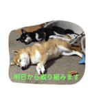 柴犬のキュートスタンプ（個別スタンプ：8）