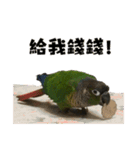 I'm a little sun parrot mic mic .（個別スタンプ：15）