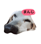 口の悪いジョンくん（ビーグル犬）（個別スタンプ：1）