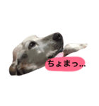 口の悪いジョンくん（ビーグル犬）（個別スタンプ：7）