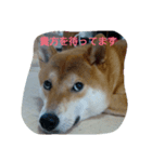 ラブリー柴犬（個別スタンプ：2）