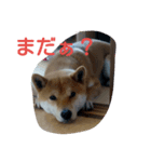 ラブリー柴犬（個別スタンプ：5）