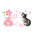 癒し猫**実写**春Ver（個別スタンプ：1）