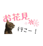 癒し猫**実写**春Ver（個別スタンプ：2）