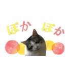 癒し猫**実写**春Ver（個別スタンプ：3）