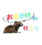 癒し猫**実写**春Ver（個別スタンプ：9）