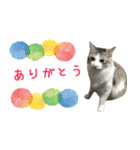 癒し猫**実写**春Ver（個別スタンプ：13）