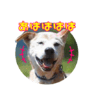 ヴィーガンの保護犬 日本語版 NGO LIA公認（個別スタンプ：3）