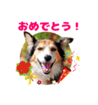 ヴィーガンの保護犬 日本語版 NGO LIA公認（個別スタンプ：4）