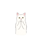 キジトビ(日本猫)（個別スタンプ：6）