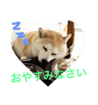 柴犬ももえ（個別スタンプ：7）