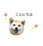 柴犬ももえ（個別スタンプ：9）