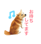 柴犬ももえ（個別スタンプ：12）