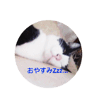 猫のサーニャん（個別スタンプ：9）