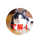 猫のサーニャん（個別スタンプ：13）