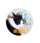 猫のサーニャん（個別スタンプ：24）