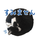 ハチワレねこのまゆげ氏（個別スタンプ：12）