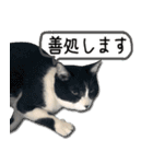 ハチワレねこのまゆげ氏（個別スタンプ：13）