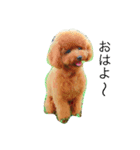 toy poodle  Robin（個別スタンプ：1）