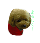 toy poodle  Robin（個別スタンプ：2）