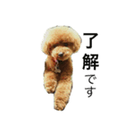 toy poodle  Robin（個別スタンプ：3）