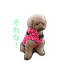 toy poodle  Robin（個別スタンプ：5）