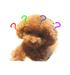 toy poodle  Robin（個別スタンプ：6）