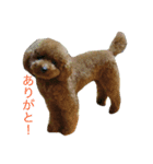 toy poodle  Robin（個別スタンプ：7）