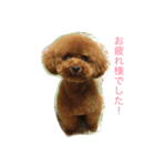 toy poodle  Robin（個別スタンプ：8）