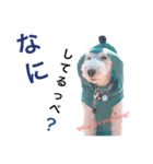 保護犬こっぺぱん-vol.3（個別スタンプ：15）