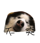 Husky chu（個別スタンプ：5）