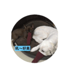 Two Bad Dogs（個別スタンプ：5）