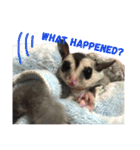 Sugar Sugar Gliders（個別スタンプ：2）