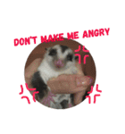 Sugar Sugar Gliders（個別スタンプ：5）