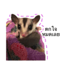 Sugar Sugar Gliders（個別スタンプ：13）