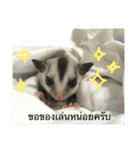 Sugar Sugar Gliders（個別スタンプ：14）