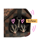 Sugar Sugar Gliders（個別スタンプ：15）