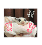 Sugar Sugar Gliders（個別スタンプ：17）