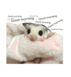 Sugar Sugar Gliders（個別スタンプ：20）