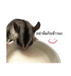 Sugar Sugar Gliders（個別スタンプ：28）