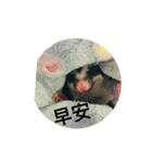 Sugar Glider - Miaomiao 1（個別スタンプ：1）