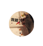 Sugar Glider - Miaomiao 1（個別スタンプ：3）