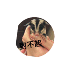 Sugar Glider - Miaomiao 1（個別スタンプ：8）