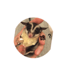 Sugar Glider - Miaomiao 1（個別スタンプ：16）