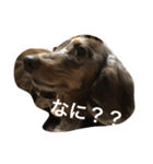 愛犬達の日常（個別スタンプ：2）