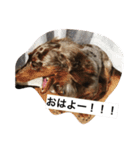 愛犬達の日常（個別スタンプ：4）